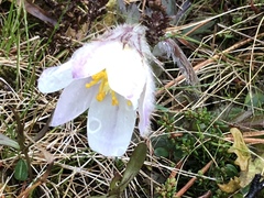 Pulsatilla vernalis