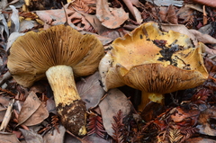 Cortinarius ponderosus image