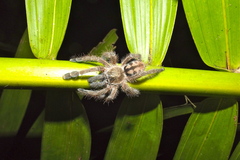 Caribena laeta