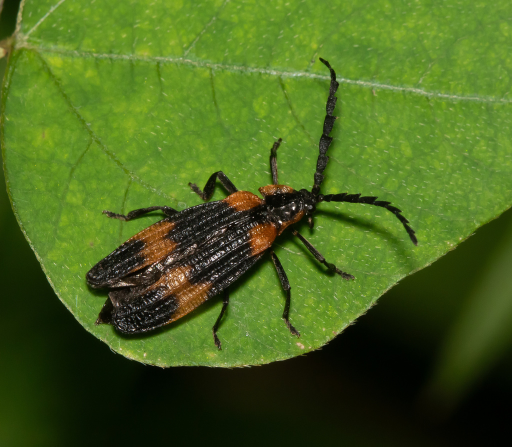 Banded Net-winged Beetle from Concord Township, OH, US on July 29, 2024 ...