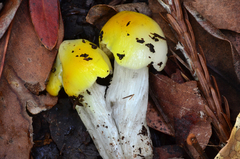 Hygrocybe acutoconica image