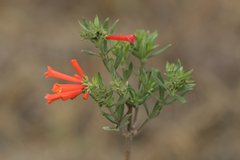 Bouvardia tenuifolia