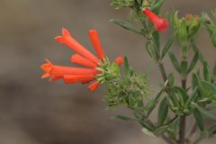 Bouvardia tenuifolia