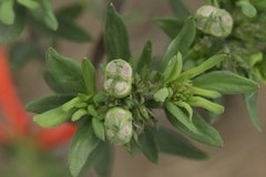 Bouvardia tenuifolia