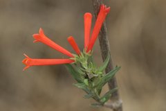 Bouvardia tenuifolia