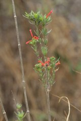 Bouvardia tenuifolia