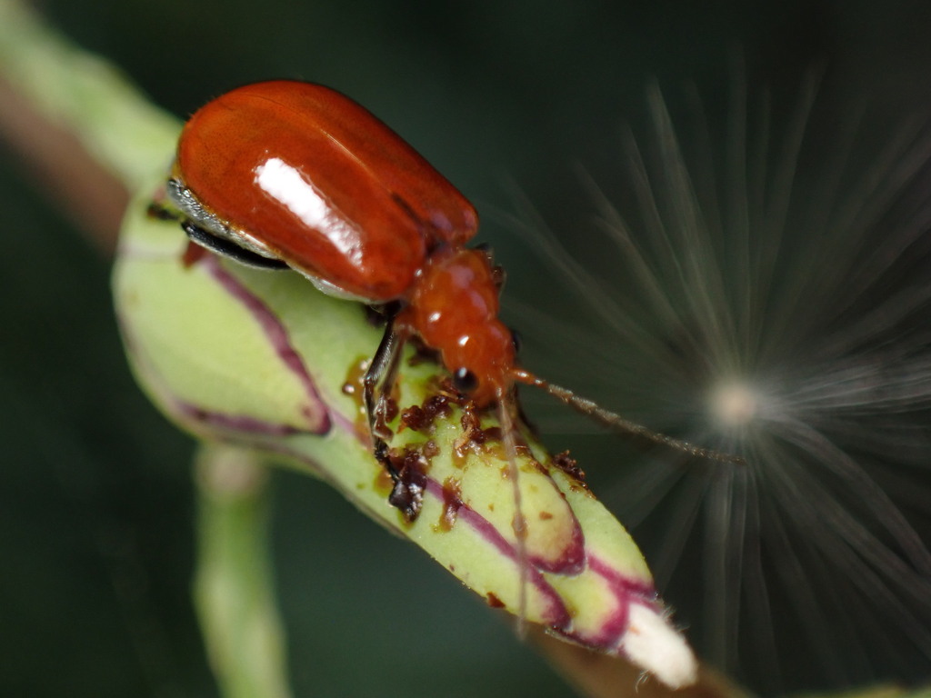 Cucurbit Beetle