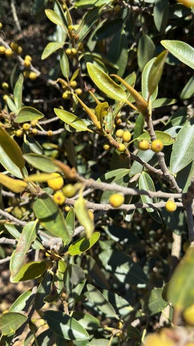 iNaturalist observation photo of Port Jackson fig
