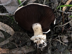 Agaricus bitorquis image