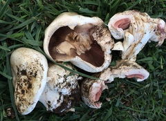 Agaricus bernardii image