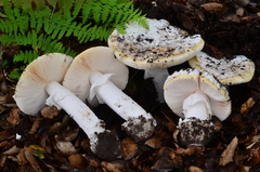 Amanita vernicoccora image