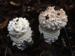 Amanita magniverrucata image