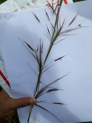 Poaceae