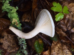 Hygrophorus eburneus image