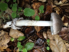 Amanita constricta image