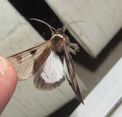 Dysschema subapicalis