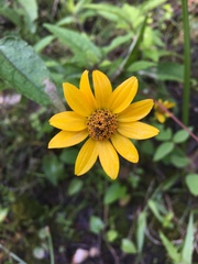 Heliopsis