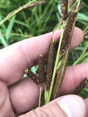 Carex shortiana
