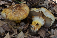 Cortinarius ponderosus image