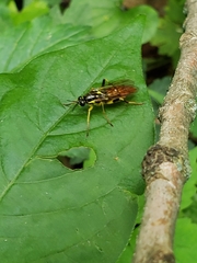 Xylomya simillima