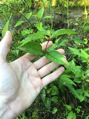 Heliopsis