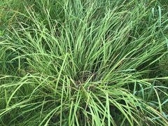 Carex shortiana