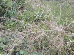 Poaceae