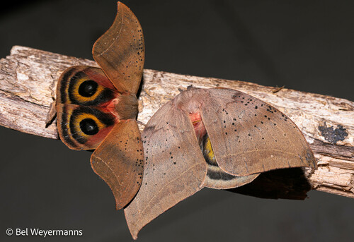 Automeropsis