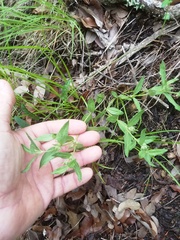 Spigelia hedyotidea