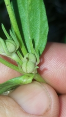 Spigelia hedyotidea