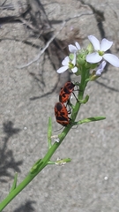 Eurydema spectabilis
