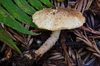 Echinoderma sp. 'CA02' - Photo (c) Christian Schwarz, some rights reserved (CC BY-NC), uploaded by Christian Schwarz