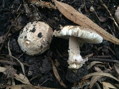 Amanita protecta image