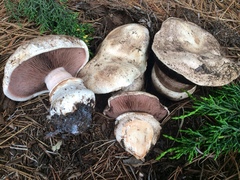 Agaricus bernardii image