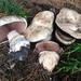 Agaricus bernardii - Photo 由 Christian Schwarz 所上傳的 (c) Christian Schwarz，保留部份權利CC BY-NC