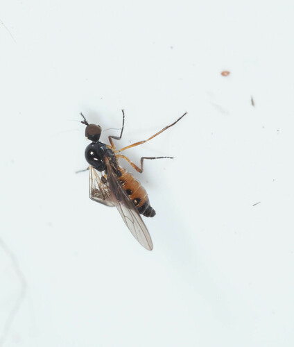Ocydromia melanopleura