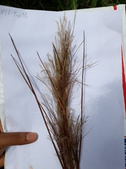 Andropogon bicornis