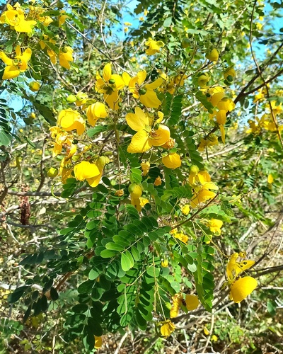 Senna trachypus