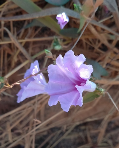 Ipomoea bahiensis