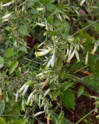 Schwenckia mollissima