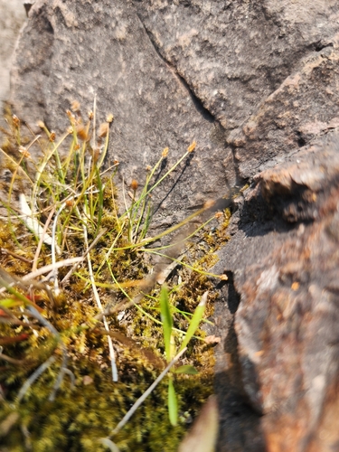 Image of Eleocharis nitida by (c) Norma Malinowski, some rights reserved (CC BY)