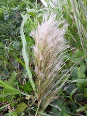 Andropogon bicornis