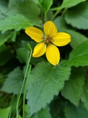 Chrysogonum