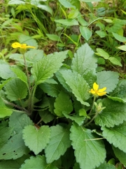Chrysogonum