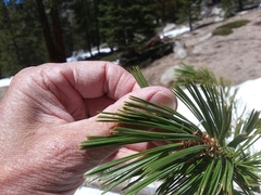 Pinus monticola