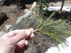 Pinus monticola