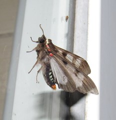 Dysschema subapicalis