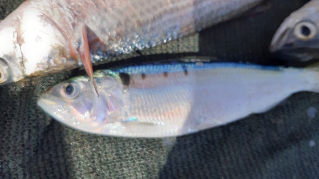 Twaite Shad