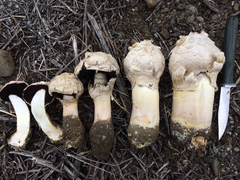 Agaricus texensis image