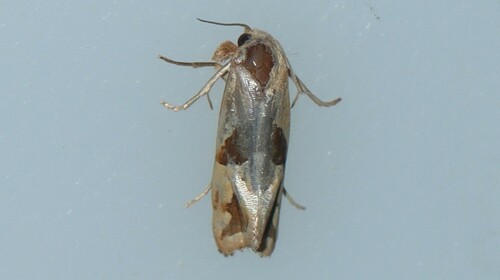 Broad-patched Eugnosta Moth photo 5